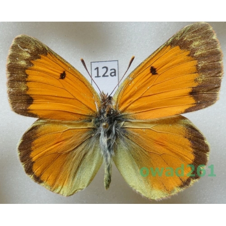 Colias staudingeri Alpheraky, 1881 male Kyrgyzstan12a